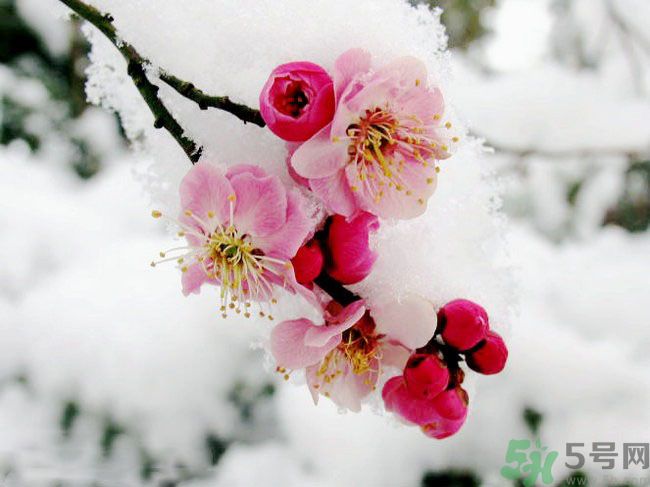 清明節(jié)有哪些習(xí)俗？清明節(jié)習(xí)俗的來源？