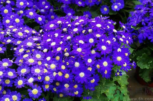 清明節(jié)有哪些習(xí)俗？清明節(jié)習(xí)俗的來源？