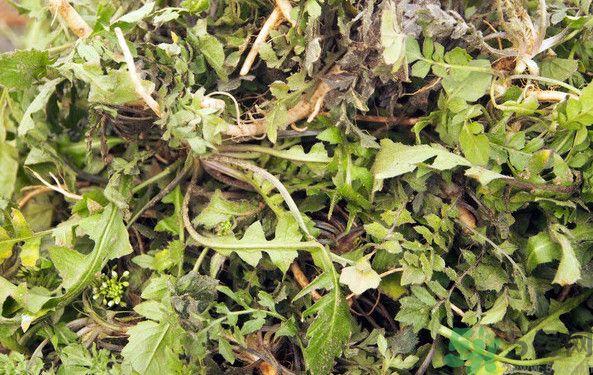 薺菜根能吃嗎？薺菜要去根吃嗎？