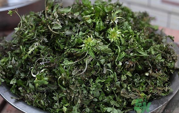 薺菜為什么是苦的？薺菜味道苦嗎？