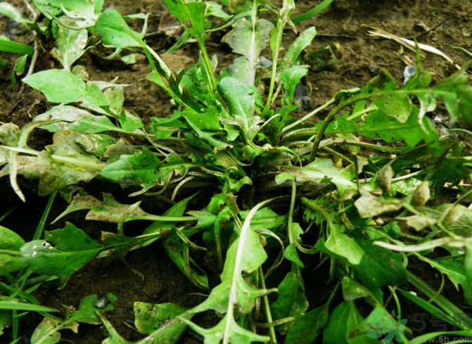 薺菜如何能保存時間長？剛挖回來的薺菜怎么保存？