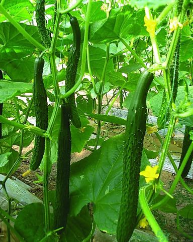 痛風不能吃什么？痛風怎么辦？