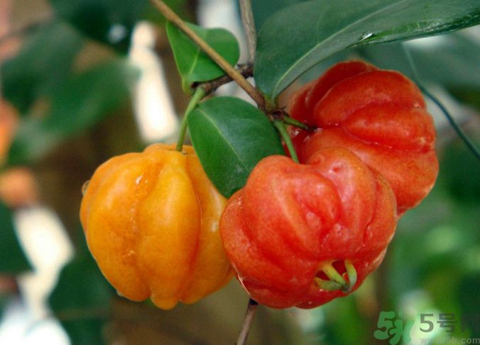 胡桃可以減肥嗎？吃胡桃有什么好處？