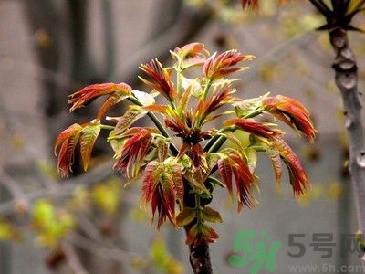 香椿好吃嗎？香椿可以做菜嗎？