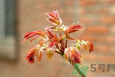 香椿好吃嗎？香椿可以做菜嗎？