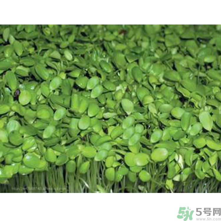 吃香椿要焯水嗎？吃香椿焯水還有營養(yǎng)價值嗎？