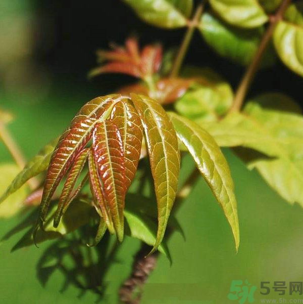 吃香椿要焯水嗎？吃香椿焯水還有營養(yǎng)價值嗎？