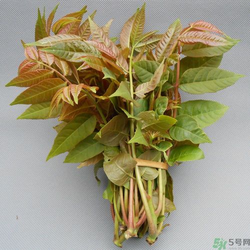 吃香椿要焯水嗎？吃香椿焯水還有營養(yǎng)價值嗎？