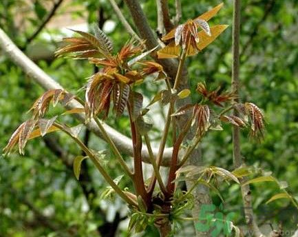 香椿怎么吃才安全？吃香椿的最佳時間是什么時候？