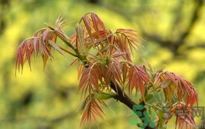 香椿怎么吃才安全？吃香椿的最佳時間是什么時候？