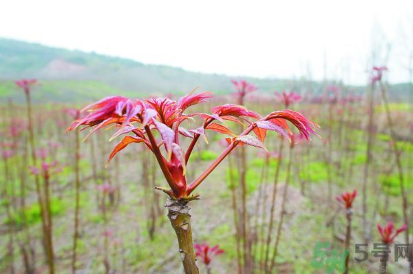 怎么挑選香椿呢？挑選香椿的小竅門(mén)？