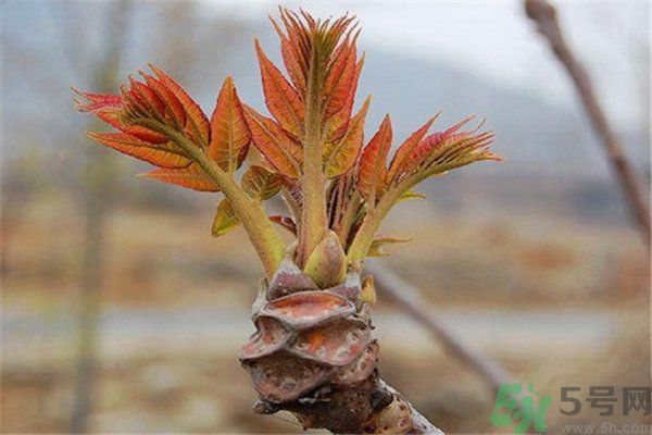 怎么挑選香椿呢？挑選香椿的小竅門(mén)？