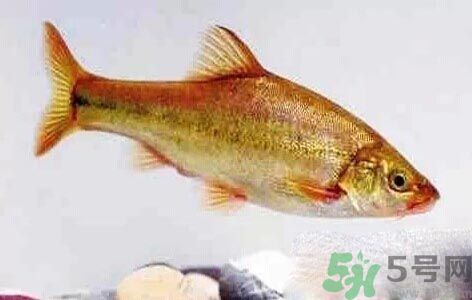 怎么挑選魚？挑魚的技巧有哪些？