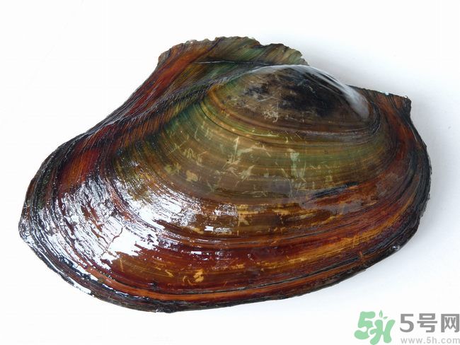 河蚌什么時候吃最好？吃河蚌有什么好處？