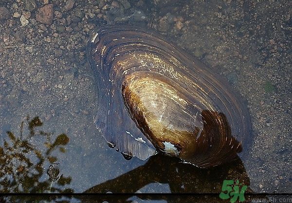 河蚌怎么殺？怎么殺河蚌才可以？