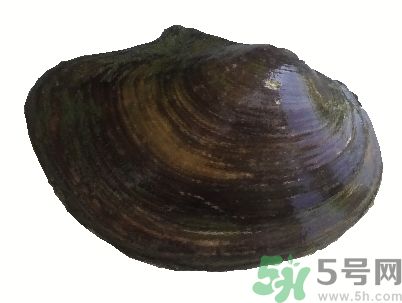 河蚌怎么殺？怎么殺河蚌才可以？