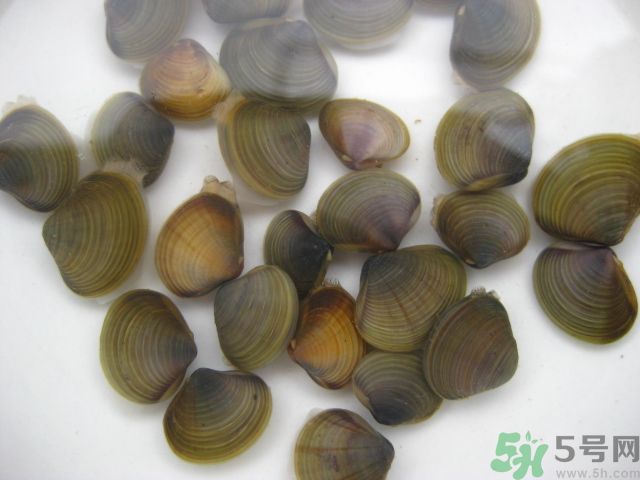 河蚌要怎么清洗才干凈？河蚌的清洗方法？