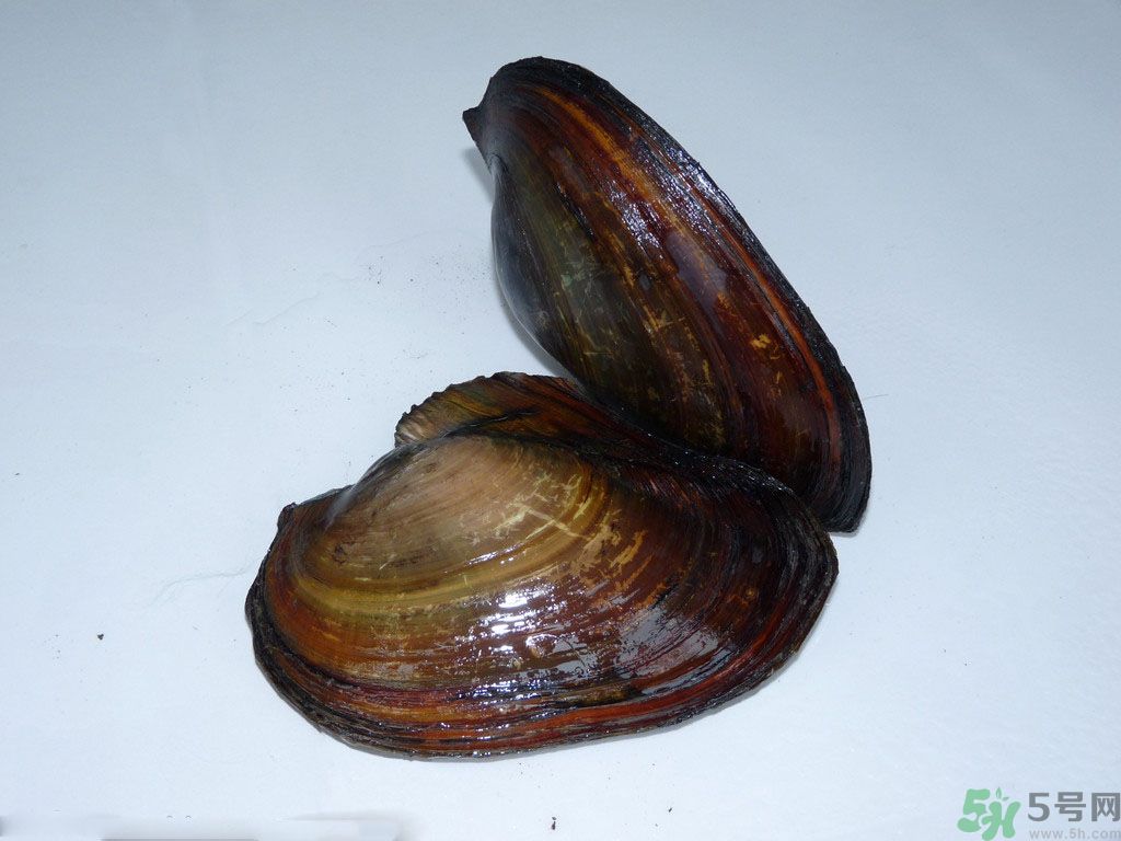 河蚌要怎么清洗才干凈？河蚌的清洗方法？