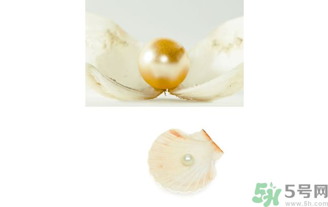 河蚌怎么炒才不會老？炒河蚌要注意什么？