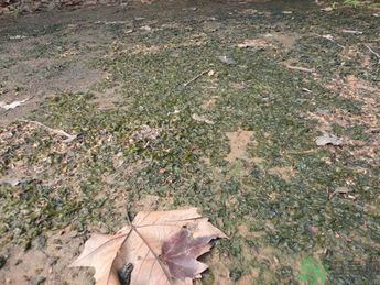 地皮菜孕婦能吃嗎？地皮菜孕婦吃好嗎？