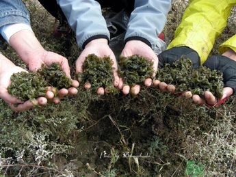 地皮菜有毒嗎？地皮菜有什么營養(yǎng)價值？