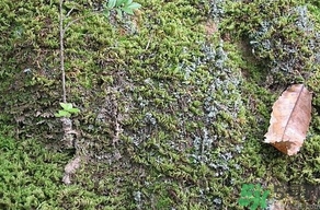 地皮菜是發(fā)物嗎？地皮菜的功效與禁忌