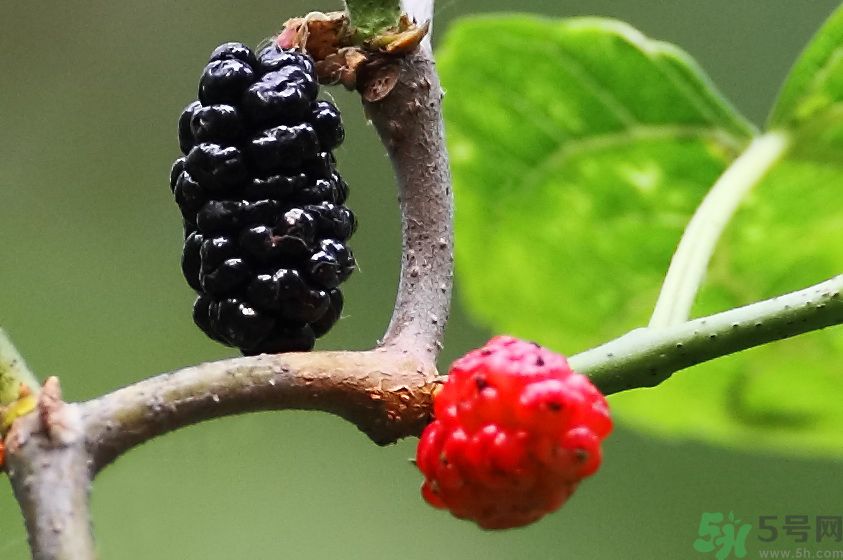 吃什么水果可以補(bǔ)血？補(bǔ)血的水果有哪些？