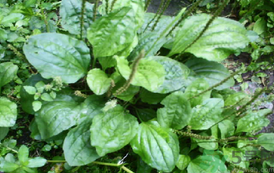 車前草能治痛風(fēng)嗎？車前草對(duì)痛風(fēng)的作用