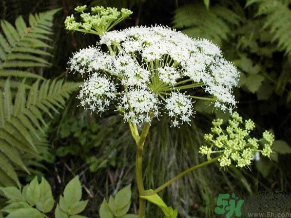 補氣血的中藥有哪些？哪些中藥補氣血？