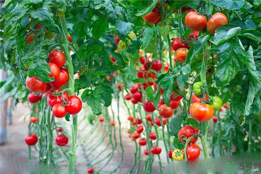 高血脂吃什么水果好？什么水果可以降血脂？