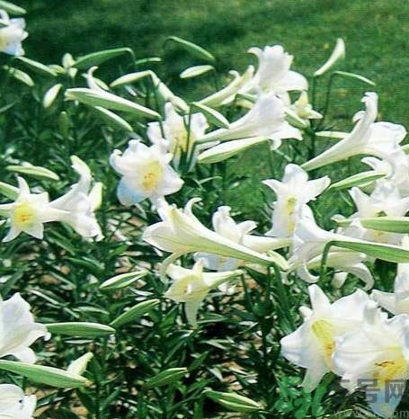 百合花可以吃嗎？百合花吃哪種？