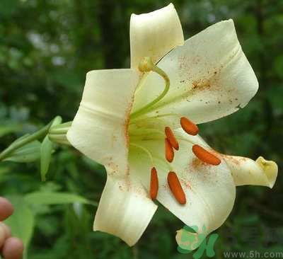 百合花可以吃嗎？百合花吃哪種？