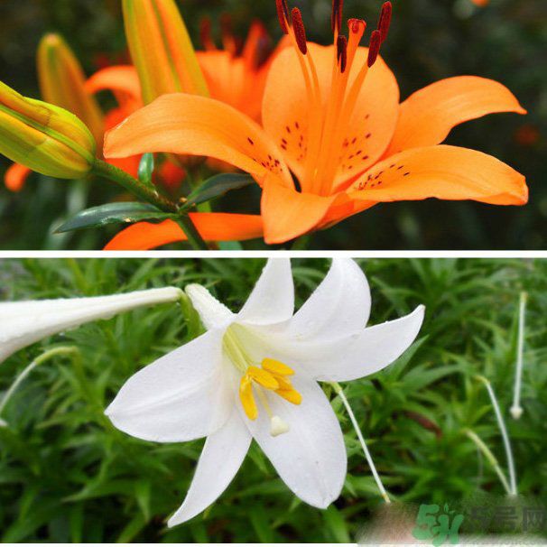 百合花可以吃嗎？百合花吃哪種？