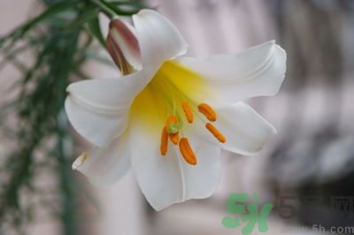 食用百合怎么挑選？如何挑選百合？