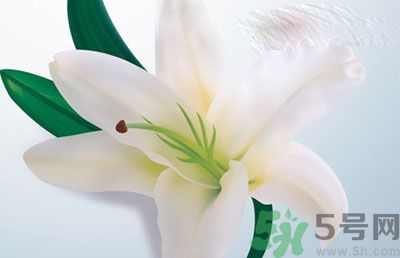 怎樣保存百合？保存百合有什么方法？