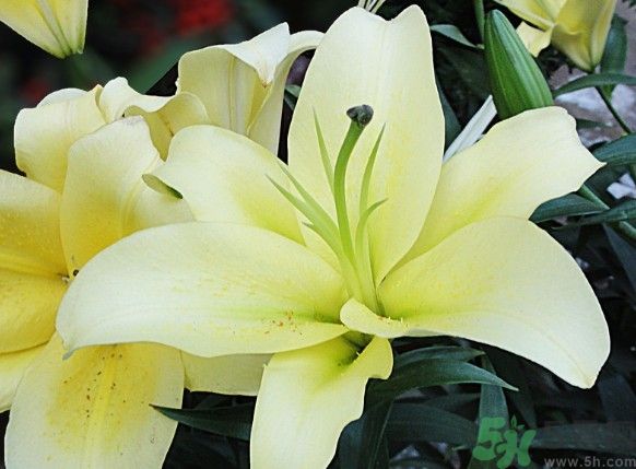 怎樣保存百合？保存百合有什么方法？