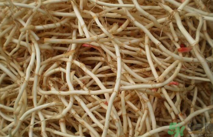 魚(yú)腥草能泡水喝嗎？魚(yú)腥草泡水喝有什么功效？