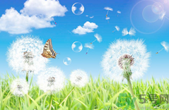 蒲公英可以吃嗎?蒲公英能夠食用嗎?.png 蒲公英可以吃嗎?蒲公英能夠食用嗎?.png