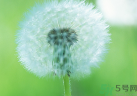 蒲公英可以生吃嗎?蒲公英生吃好不好?.png 蒲公英可以生吃嗎?蒲公英生吃好不好?.png