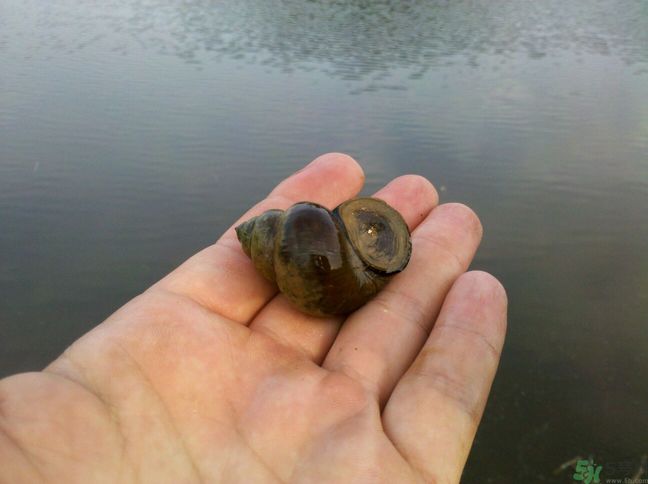 怎么挑選螺螄？螺螄怎么清洗？