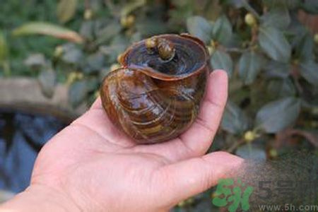 怎么挑選螺螄？螺螄怎么清洗？