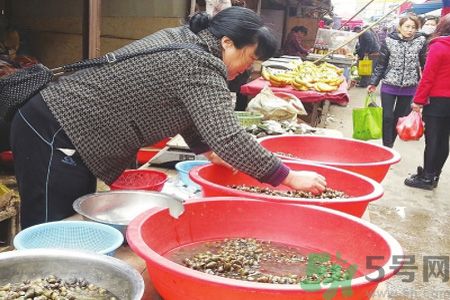 怎么挑選螺螄？螺螄怎么清洗？