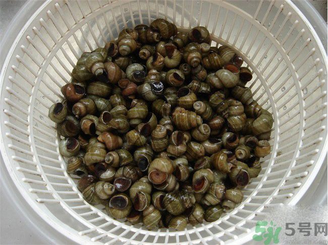 怎么挑選螺螄？螺螄怎么清洗？