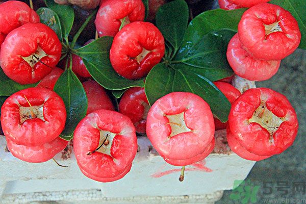 蓮霧孕婦能吃嗎？孕婦可以吃蓮霧嗎？