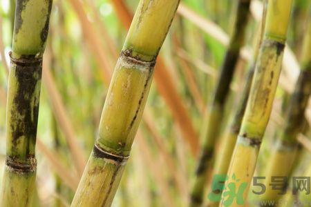 清明節(jié)可以吃甘蔗嗎？清明節(jié)不能吃哪些食物？