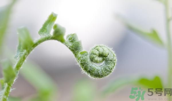 清明節(jié)可以吃甘蔗嗎？清明節(jié)不能吃哪些食物？