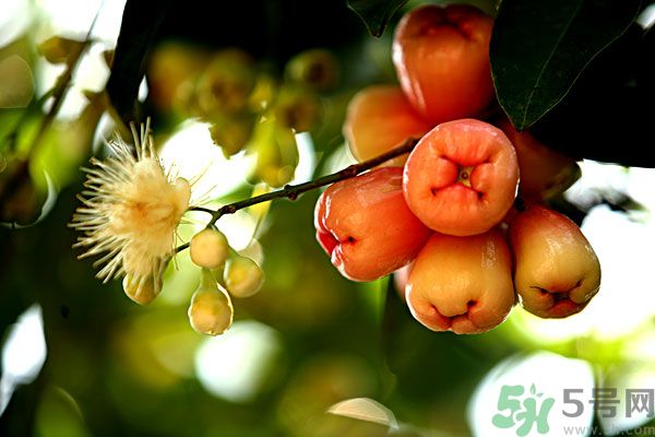 蓮霧月經(jīng)期間能吃嗎？來月經(jīng)能不能吃蓮霧？