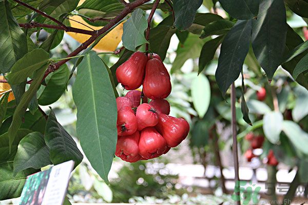 蓮霧月經(jīng)期間能吃嗎？來月經(jīng)能不能吃蓮霧？