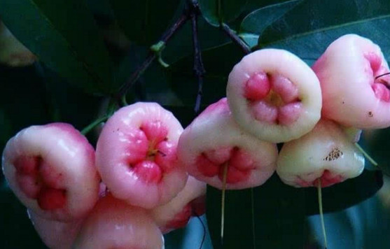 蓮霧皮能吃嗎？蓮霧要不要削皮？