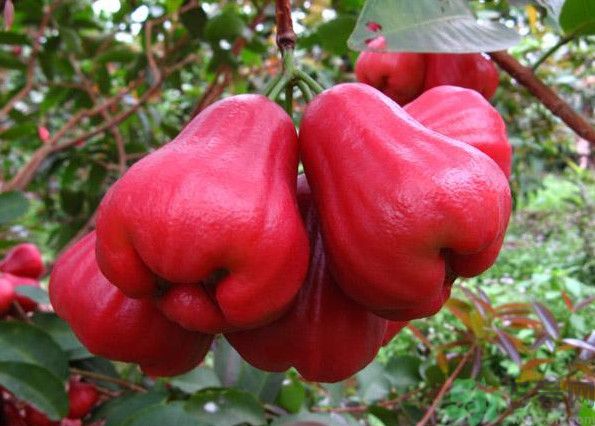 蓮霧是熱性還是涼性水果？蓮霧是寒性水果嗎？